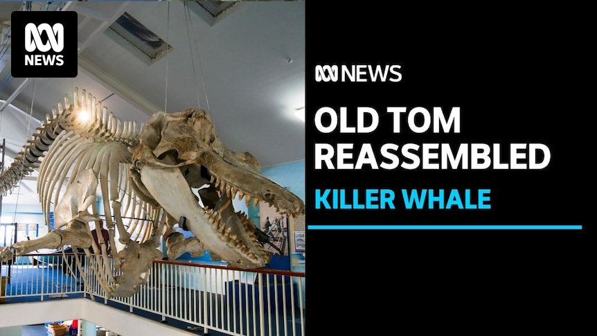 Eden Killer Whale Museum reassembles skeleton of famous orca ‘Old Tom’ for new...