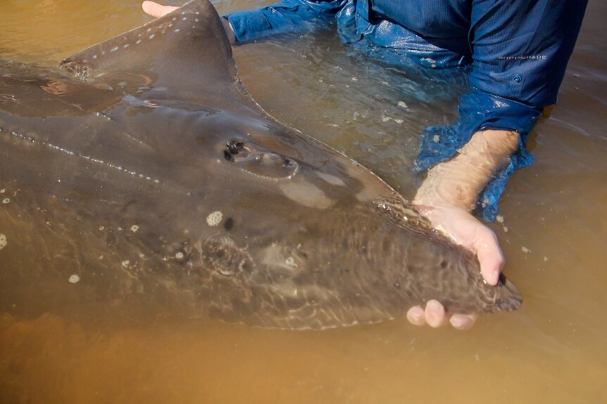 A pair of hands hold up a dark grey ray with fins in muddy water.