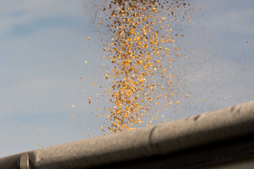 Grains of corn are poured into a truck.