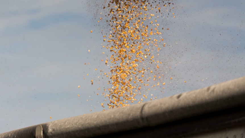 Grains of corn are poured into a truck.