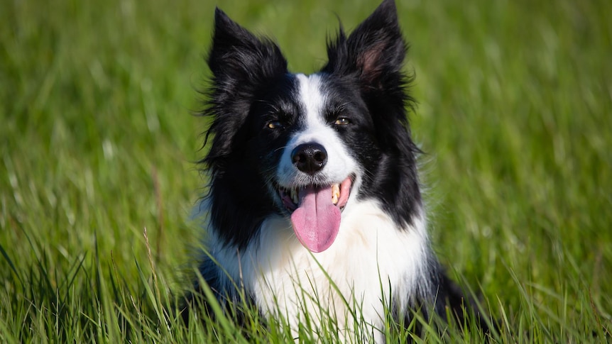 Breed stereotypes not good predictors of dog behaviour, gene study and  owner survey suggest - ABC News