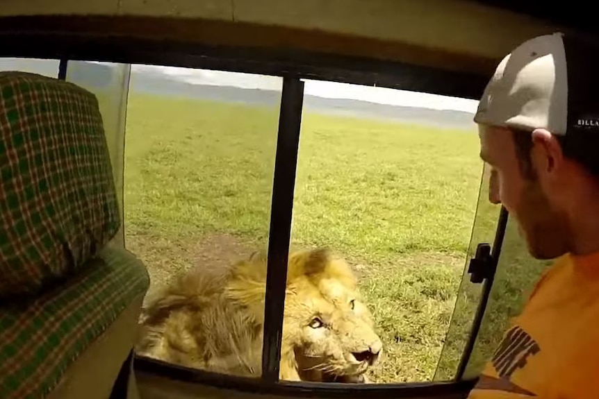 Tourist looks at lion