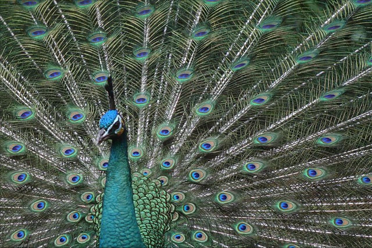 A peacock displays its exotic plumage