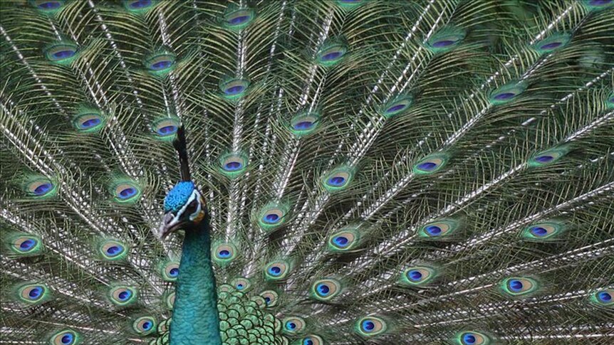 A peacock displays its exotic plumage