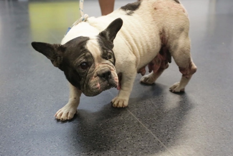 A dog seized by RSPCA Queensland during a raid