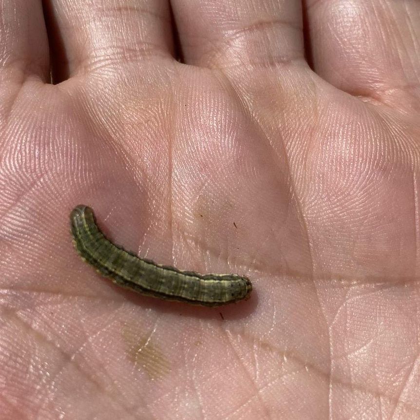 A caterpillar, about two centimetres long, in the palm of a person's hand