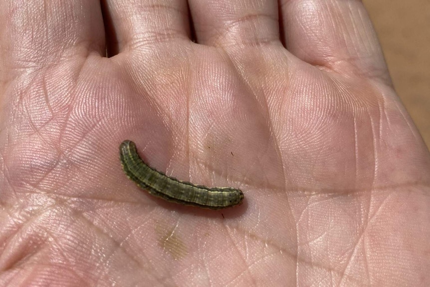 A caterpillar, about two centimetres long, in the palm of a person's hand.