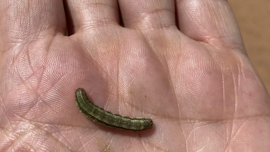 A caterpillar, about two centimetres long, in the palm of a person's hand.