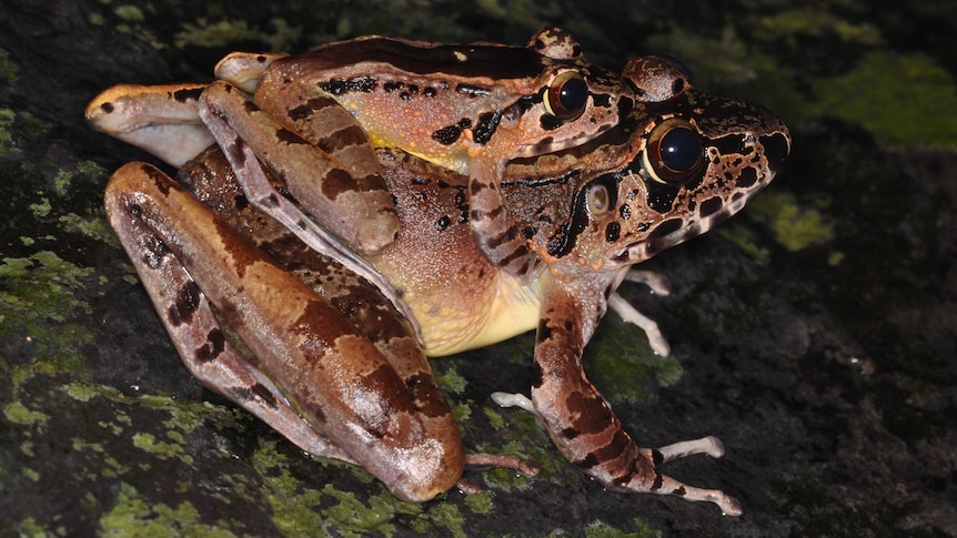 Mating Huia cavitympanum frogs showing a smaller male on top of a larger female
