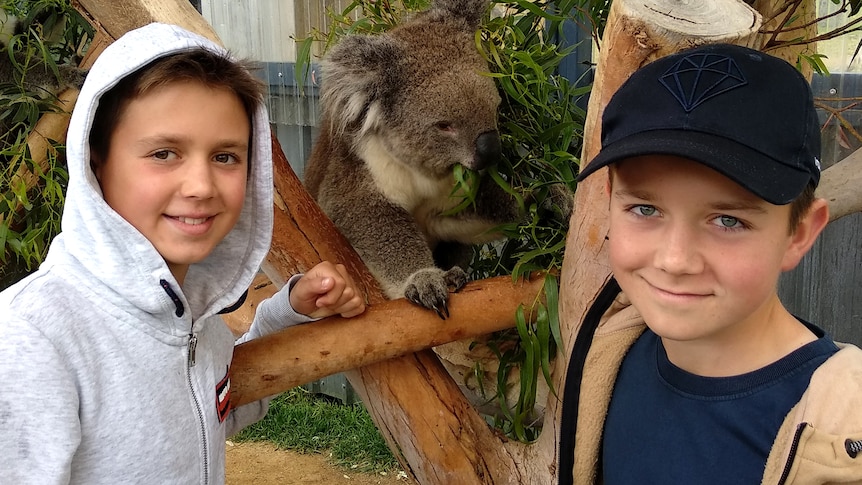 Two boys pose for a photo with a koala that is eating leaves on a branch.