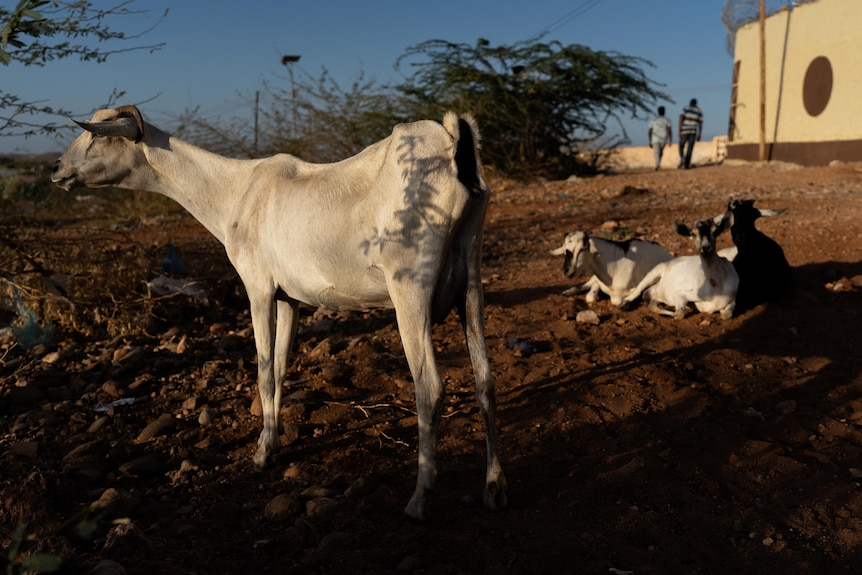 A goat stands in partial shade on dusty ground. Two goats lay in the background