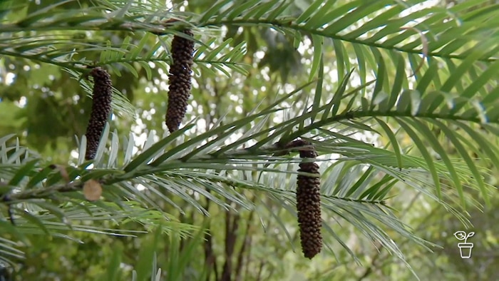 Wollemi Pine tree with cones hanging from the branches