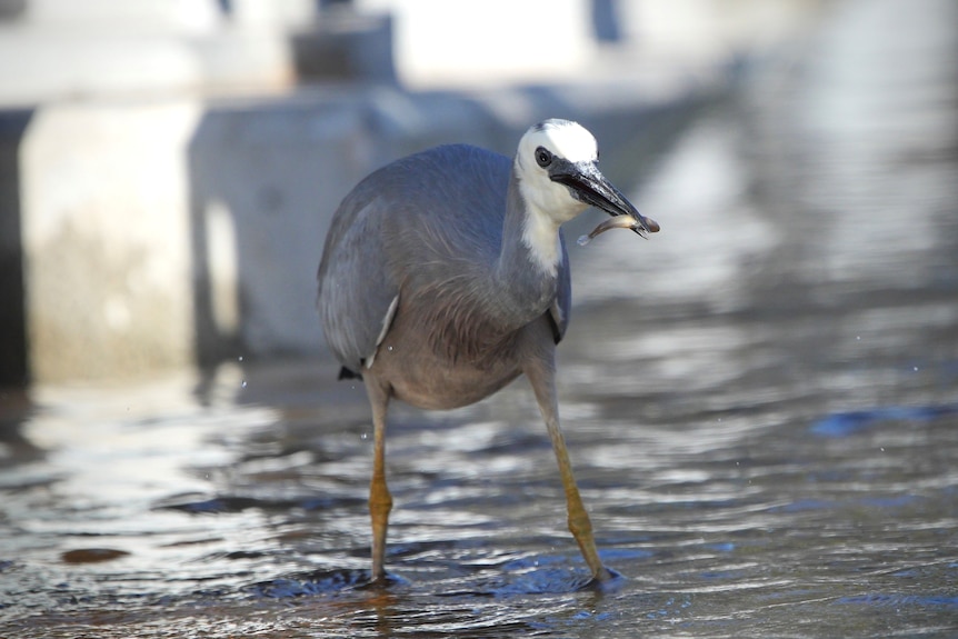 A bird stands in water with a fish in its mouth