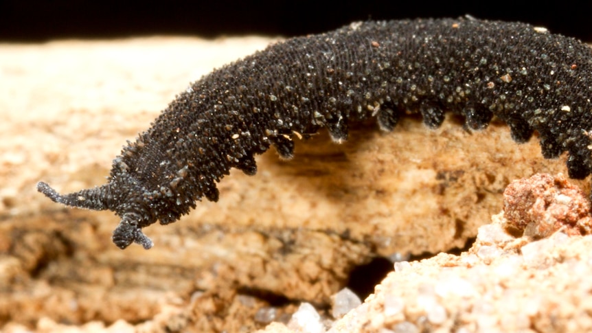 dark grey velvet worm with legs