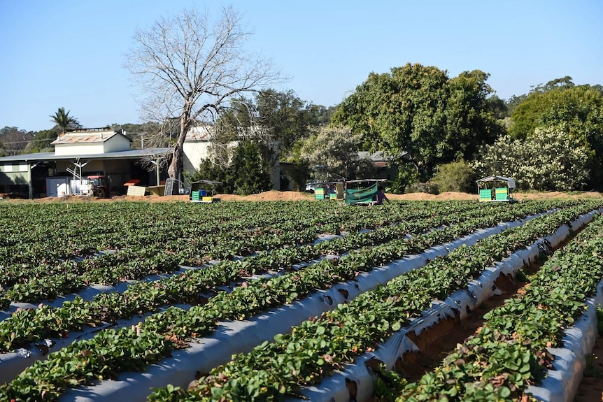 View over strawberry field towards packing shed