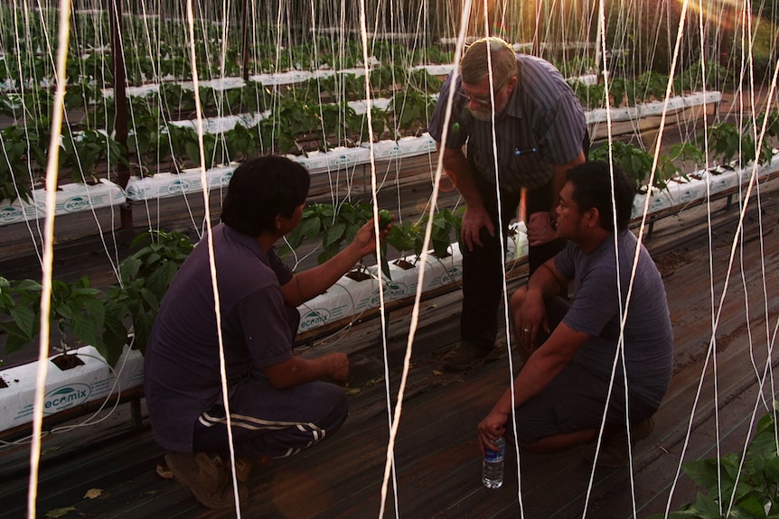 Three men examine crops