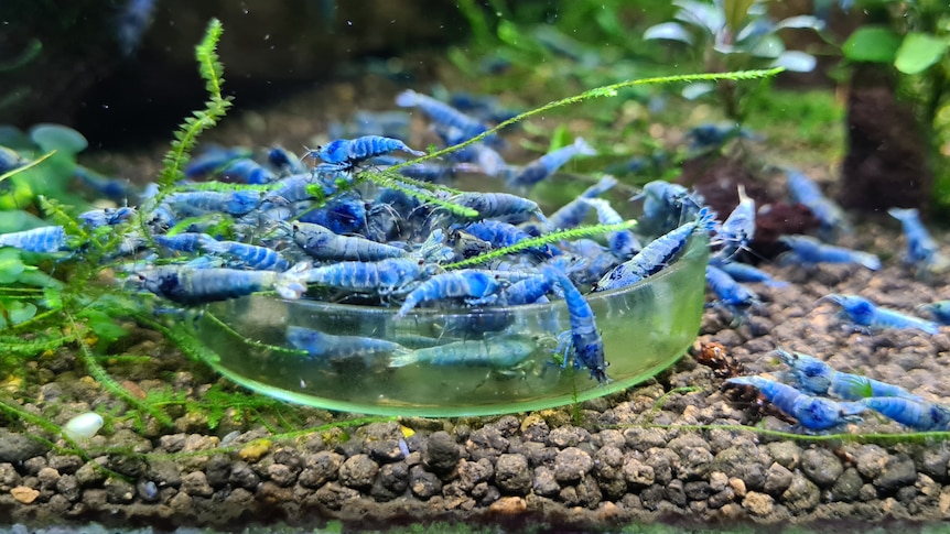 Colony of blue bolt shrimp in fish tank 