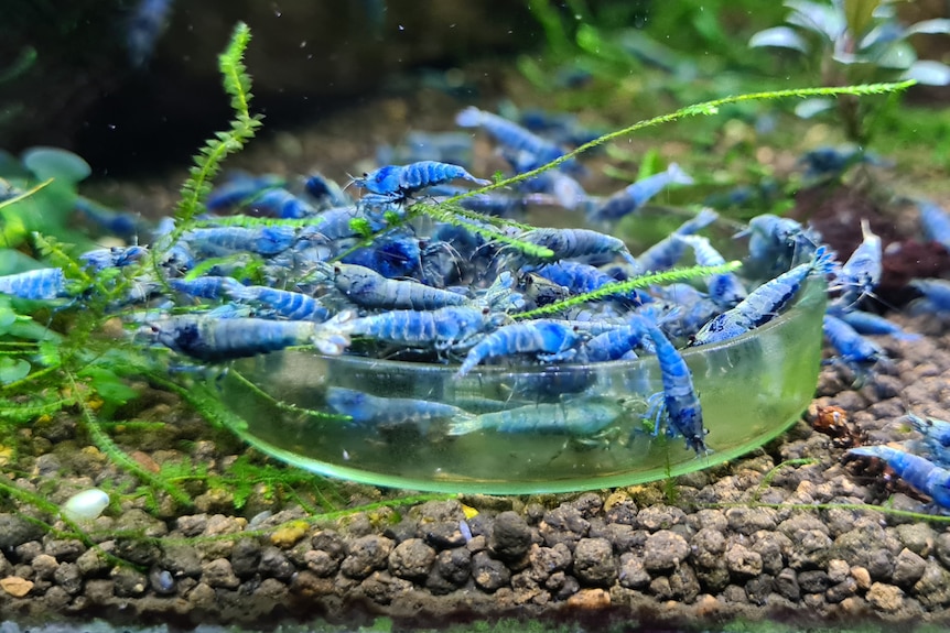 Colony of blue bolt shrimp in fish tank 