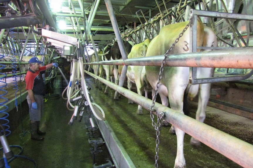 Dairy farmer Daryl Hoey in the milking shed with some of his 300 cows