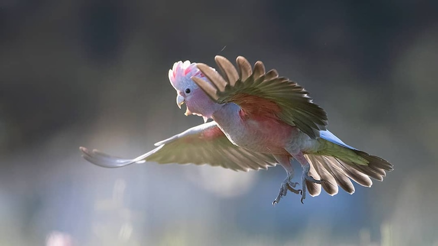 A galah spreads its wings as it comes in to land on the ground.