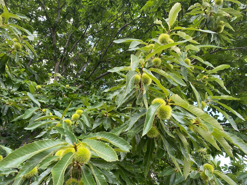 Green balls with spikes that are chestnuts hanging on a tree.