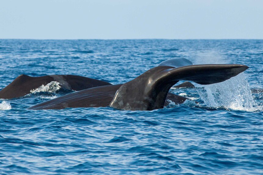 Whales off southern Sri Lanka
