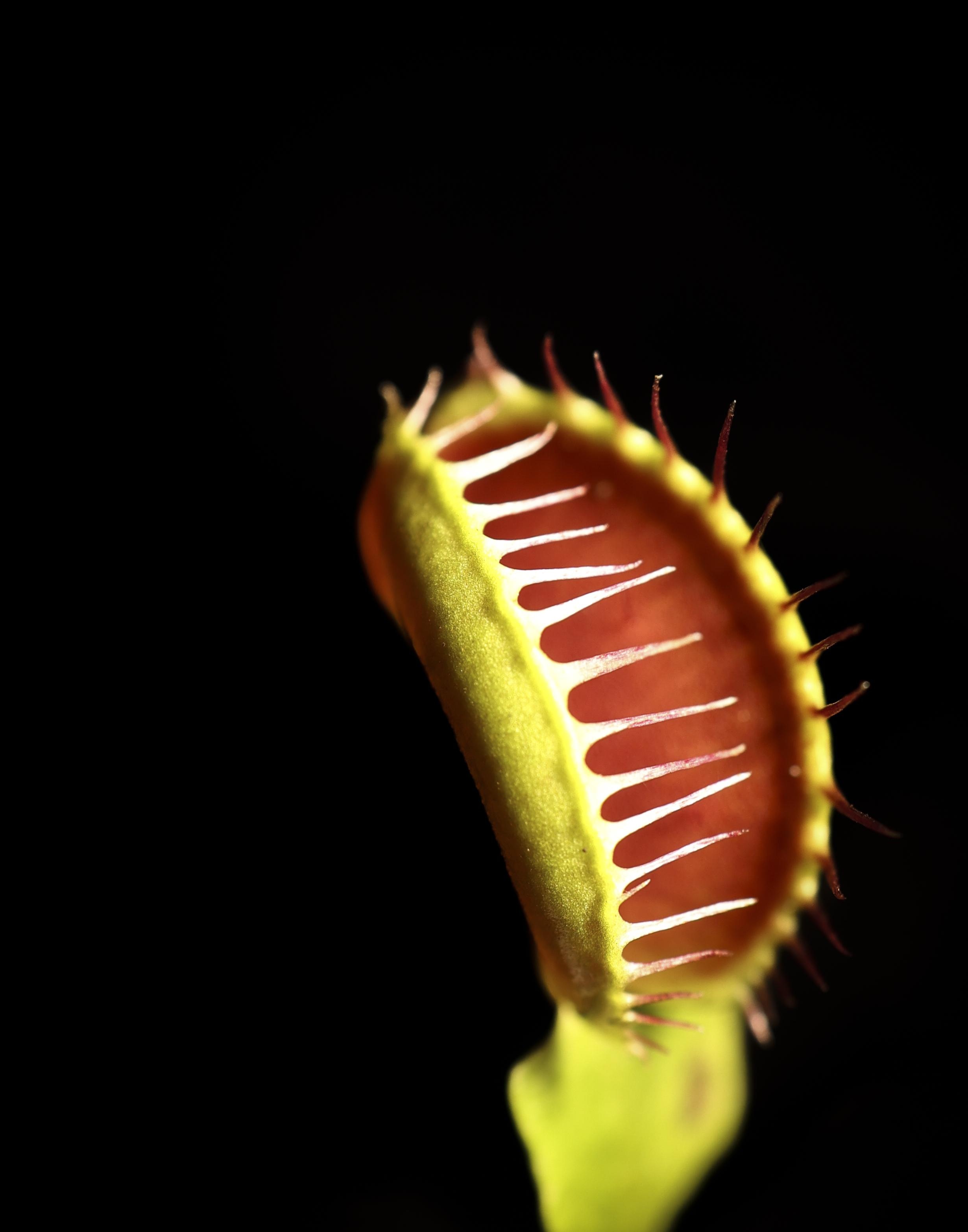 Close-up portrait of a green open-mouthed Venus flytrap against a black background.