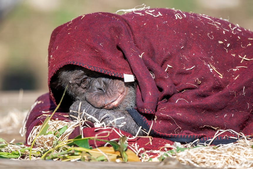 A chimpanzee lays on the ground wrapped up in a red blanket