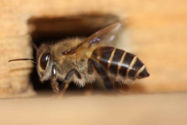 A close up photo of a single bee it's got a dark behind with thin light stripes through it a furry body and large dark eyes 
