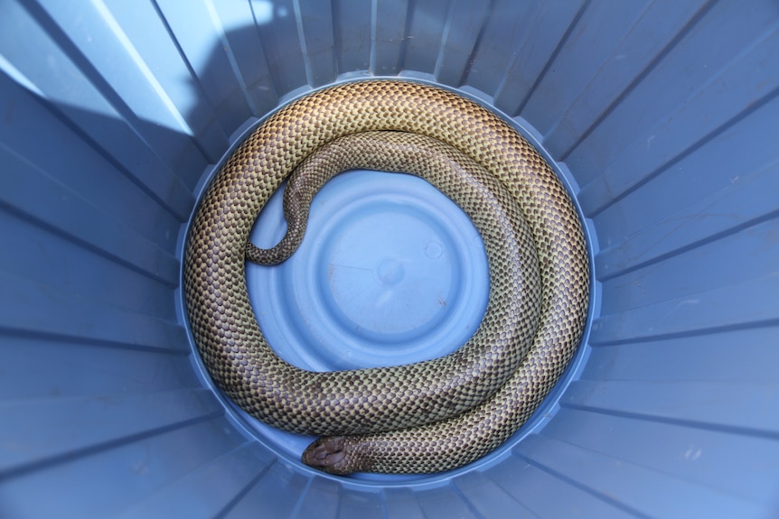 Snake in a bucket.