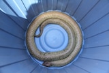 Snake in a bucket.
