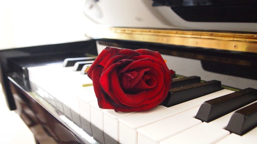 A rose lying on a piano keyboard.
