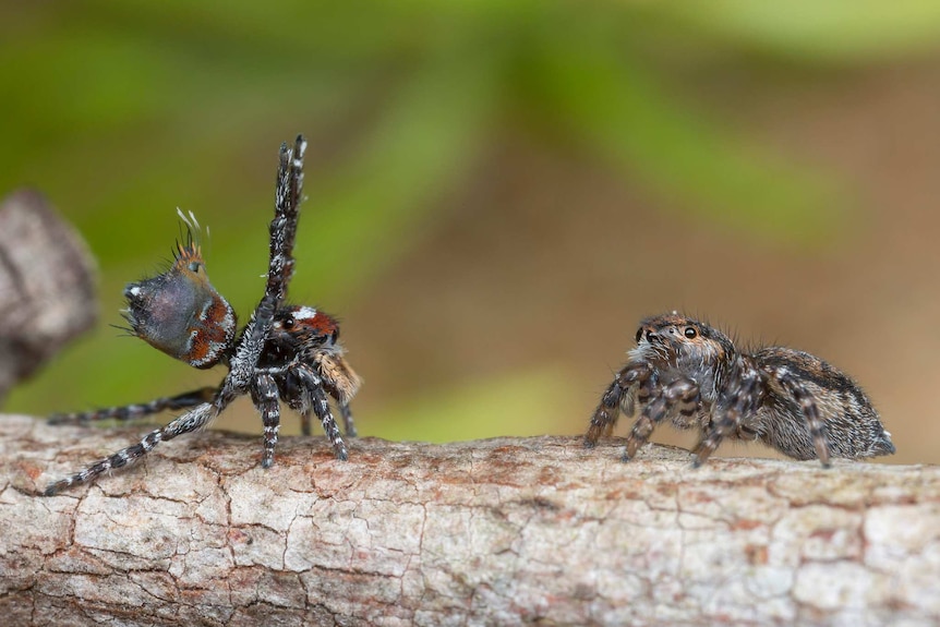 A male peacock spider with its arms raised facing the female.