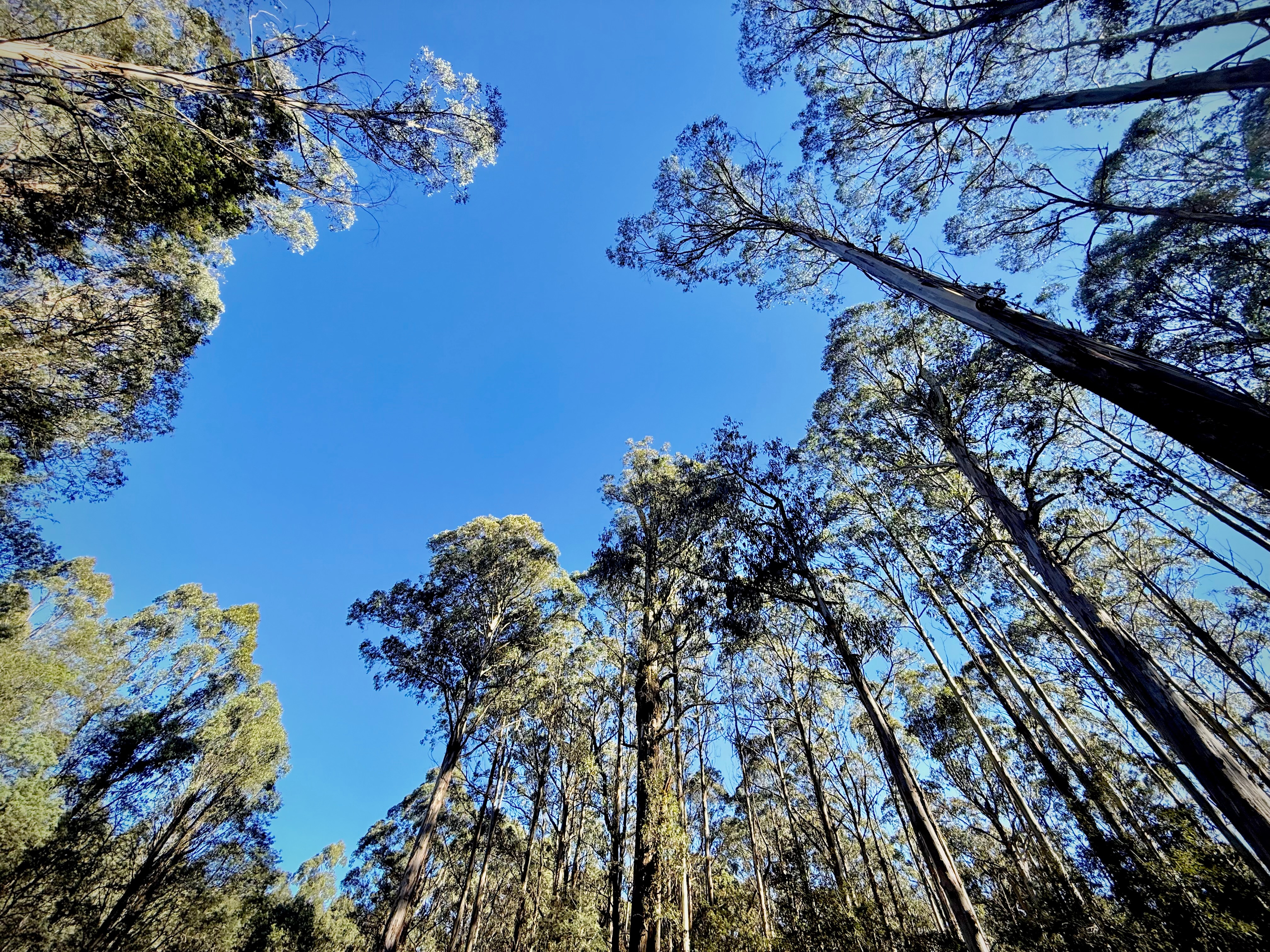 Image of towering native gumtrees and an expanse of blue sky. 