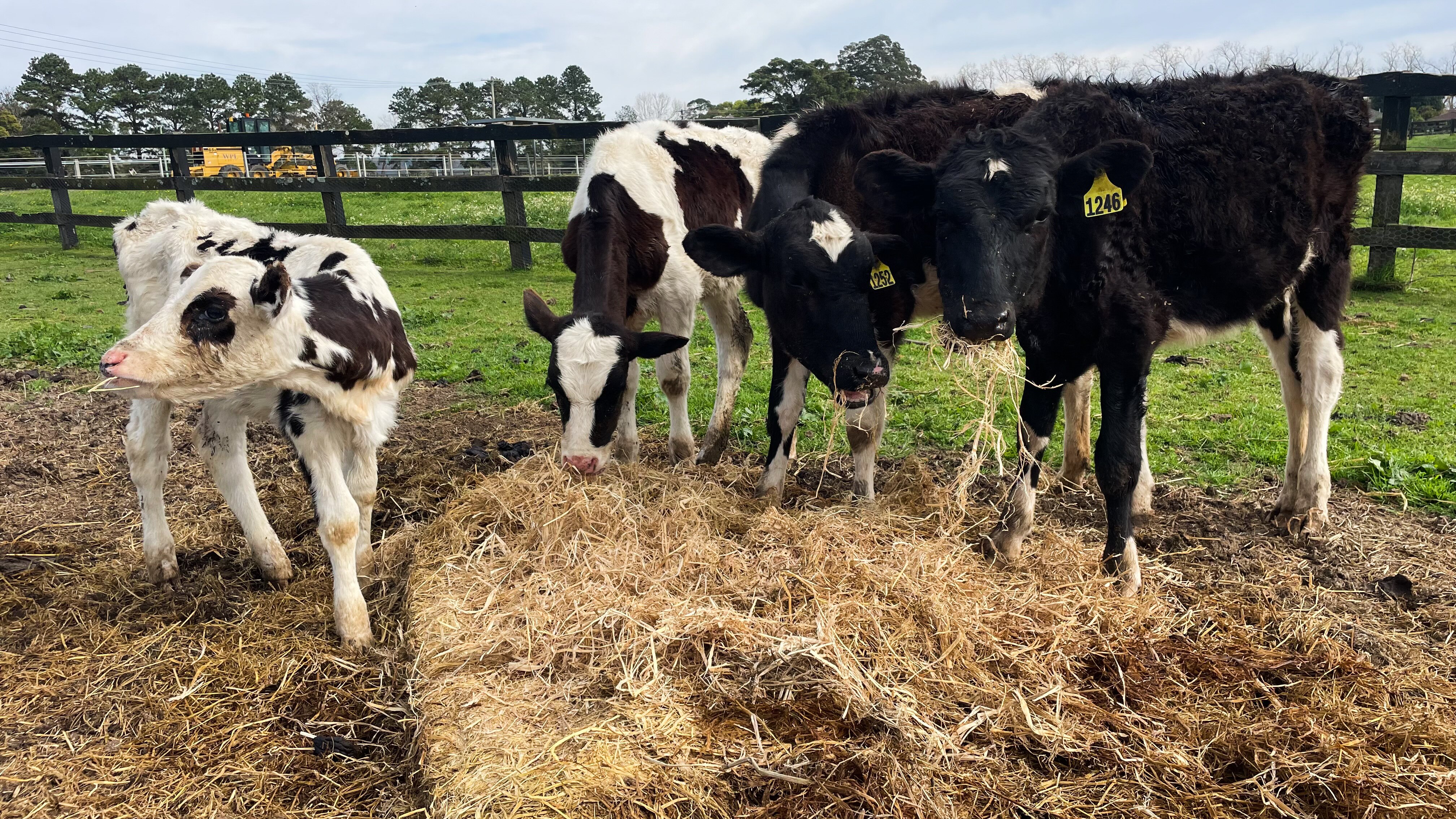 Four cows gathered around feed. 