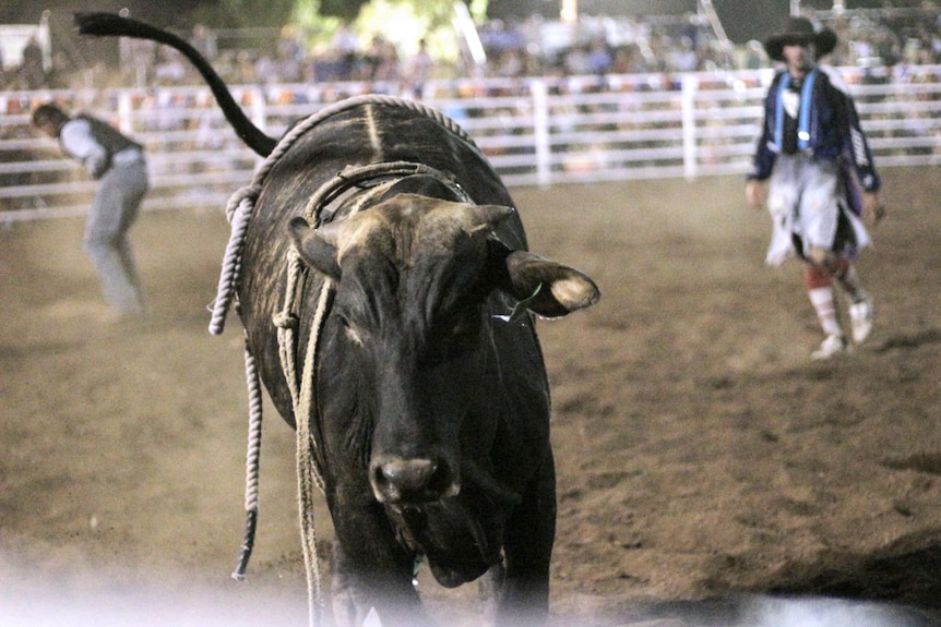 A Kununurra rodeo bull running towards the camera lens.