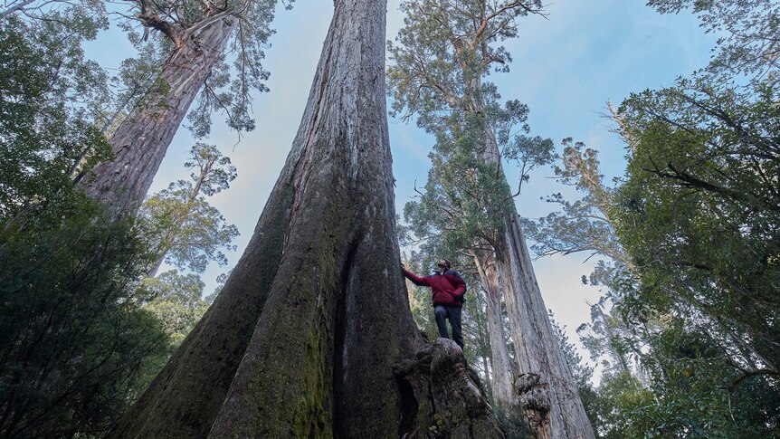La Tasmanie étend la zone de récolte forestière indigène alors que d’autres États reviennent