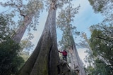 A man standing near the bottom of a huge eucalypt tree, looking tiny as he looks up into its branches.