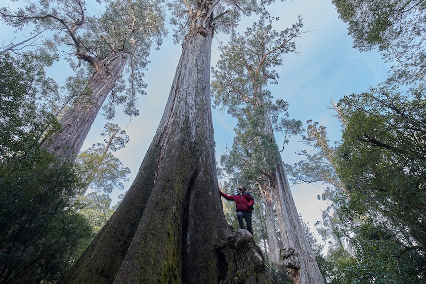 A man standing near the bottom of a huge eucalypt tree, looking tiny as he looks up into its branches.