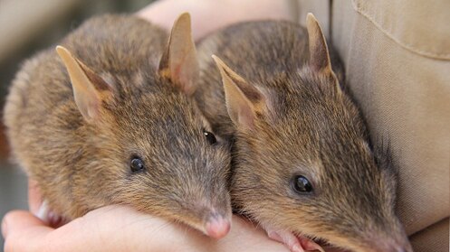 Close up of bandicoots at Werribee Zoo