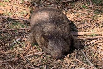 A dead wombat lies on the floor of a forest in Pastoria, near Kyneton in Central Victoria.