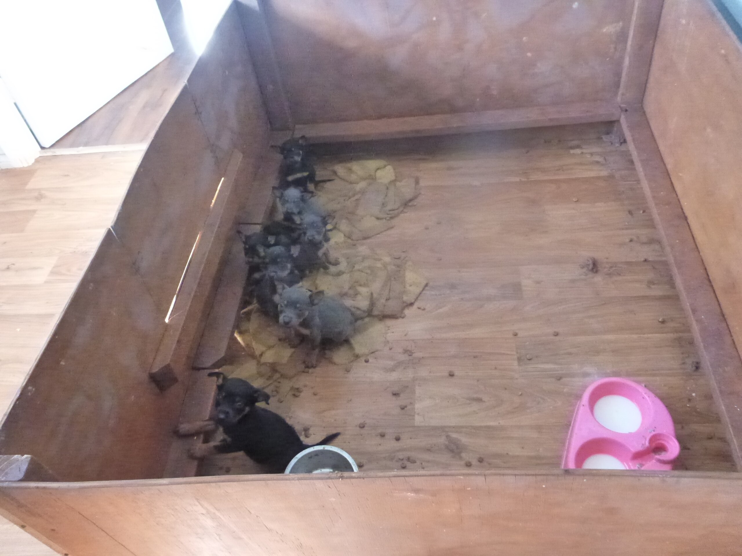 RSPCA Queensland rescues almost 70 puppies that were filthy