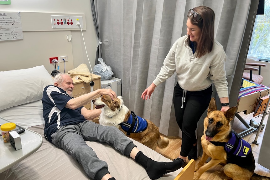 A hospital patient, in his bed, pats a therapy dog.