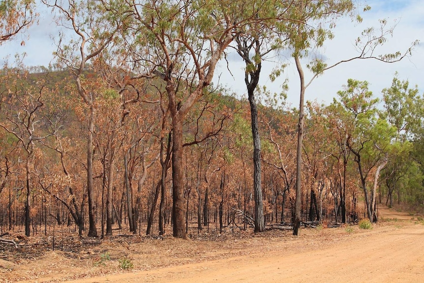 Blackened tree trunks, but green leafy canopy, after fires in Far north Queensland