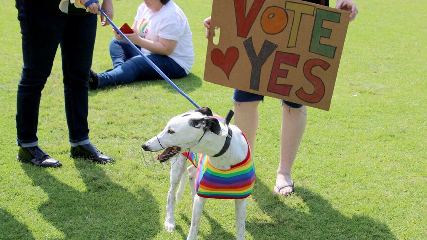 a greyhound wearing a rainbow jacket with a sign behind it that says "Vote Yes".