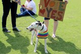 a greyhound wearing a rainbow jacket with a sign behind it that says "Vote Yes".
