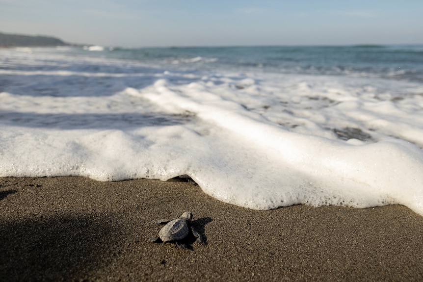 A small turtle on the sand moving towards a wave. 