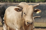 A creamy coloured horned bull looks into the camera.