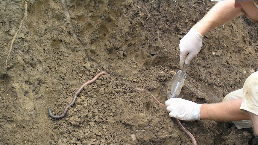 A picture of the Giant Gippsland Earthworm partially uncovered in soil.
