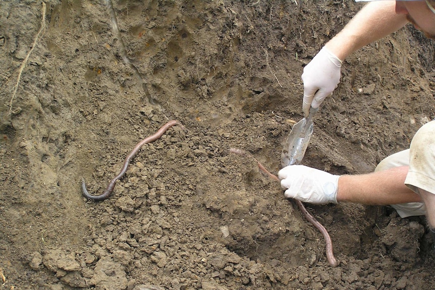 A picture of the Giant Gippsland Earthworm partially uncovered in soil.